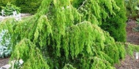 Juniper horstmann: fotografija i opis